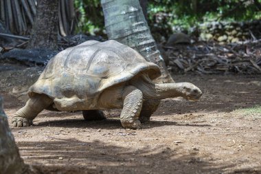 Seyşeller 'in dev kaplumbağası ya da aldabrachelys dev hololissa, Seyşeller' in dev kubbeli kaplumbağası olarak da bilinir. Mauritius Adası 'ndaki dev kaplumbağa, yaklaş.