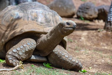 Seyşeller 'in dev kaplumbağası ya da aldabrachelys dev hololissa, Seyşeller' in dev kubbeli kaplumbağası olarak da bilinir. Mauritius Adası 'ndaki dev kaplumbağa, yaklaş.
