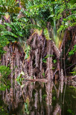 Tropikal ormanda göl suyu ve yeşil palmiye ağaçları. Ayna yansıma suyu. Tropik orman ormanı, Mauritius
