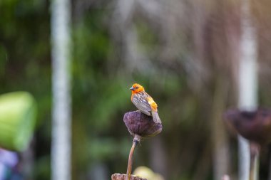 Mauritius adasındaki tropikal bir parkta renkli bir Afrikalı serçe nilüfer çiçeğinin üzerinde oturuyor. Kapat.