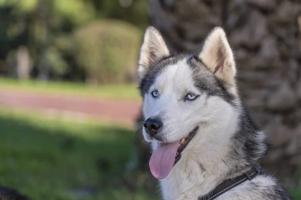 Retrato Cerca Del Perro Sonriente Perro Husky Siberiano Color Blanco — Foto de Stock