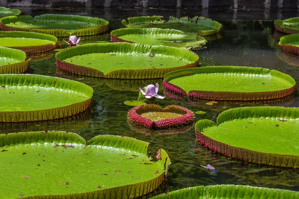 Lirio Agua Gigante Jardín Botánico Isla Mauricio Victoria Amazonica Victoria — Foto de Stock