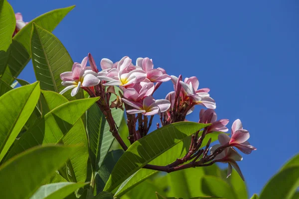 Ροζ Λουλούδι Frangipani Plumeria Ανθίζει Στο Δέντρο Φόντο Γαλάζιο Του — Φωτογραφία Αρχείου