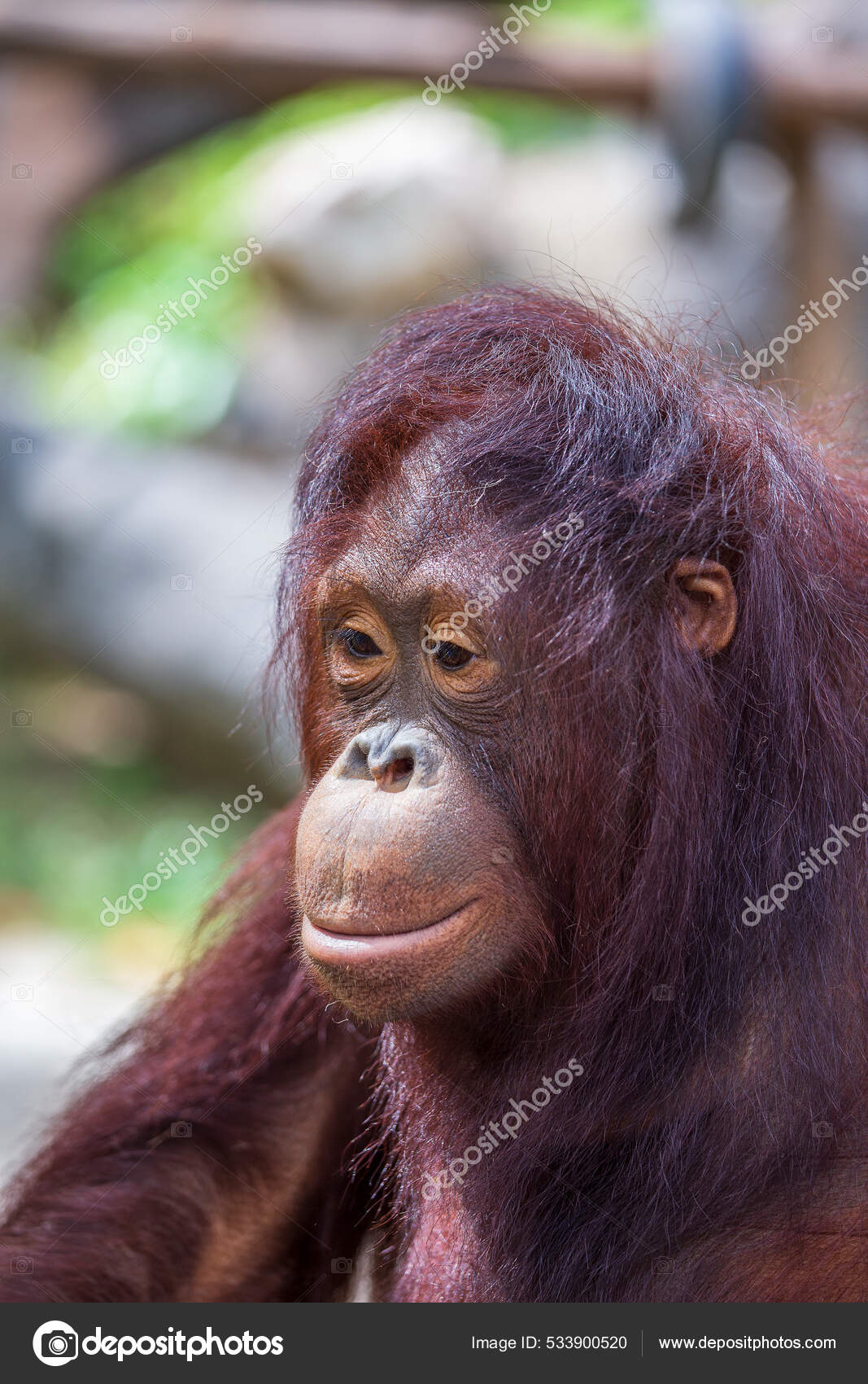 Portrait Sad Face Orangutan Close Stock Photo by ©OlegDoroshenko 533900520
