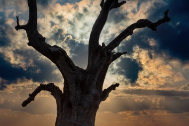 Eski bir ağaç gövdesinin silüeti. Gökyüzü bulutlarla kaplı. Yağmurun habercisi.