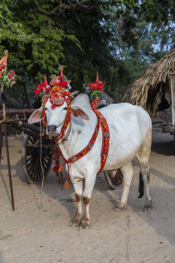 Bagan, Myanmar, Burma 'daki avluda bağış töreni için bufalo süsledim.