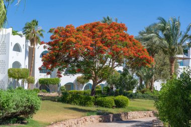 Bina, kumsalda kırmızı tropikal çiçekli alev ağacı sabah Sharm El Sheikh, Mısır, Afrika tatil köyünde
