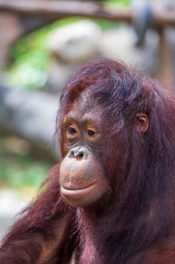 Bir orangutanın üzgün yüzünün portresi. Yaklaş.