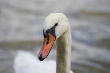 Avusturya 'da bir gölde zarif bir kuğu. Yaklaş.