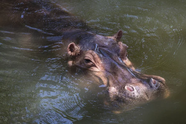 Закрыть Гиппопотама Бегемота Основном Травоядных Млекопитающих Воде — стоковое фото