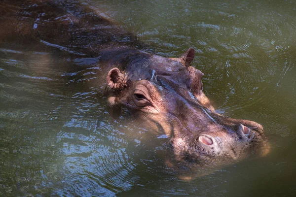Su aygırı, ya da su aygırı, çoğunlukla otçul memeli su kapatın