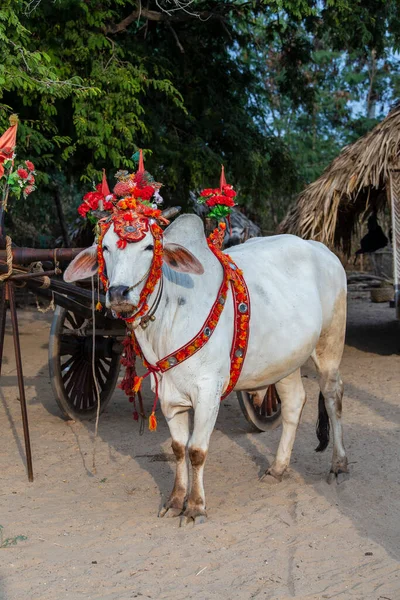 Decorated Buffalo Donation Ceremony Yard Bagan Myanmar Burma Close — Stock Photo, Image