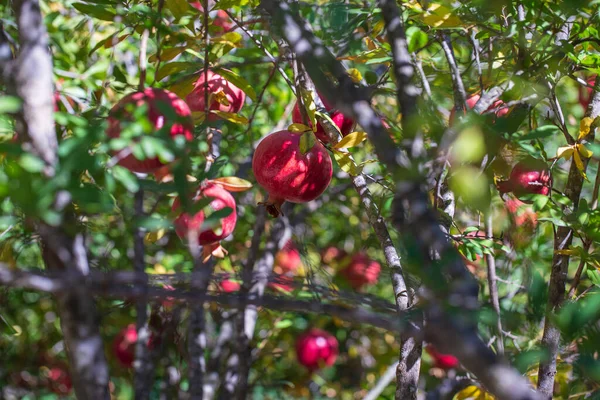 Melograno Rosso Fresco Albero Giardino Agricolo Turchia — Foto Stock