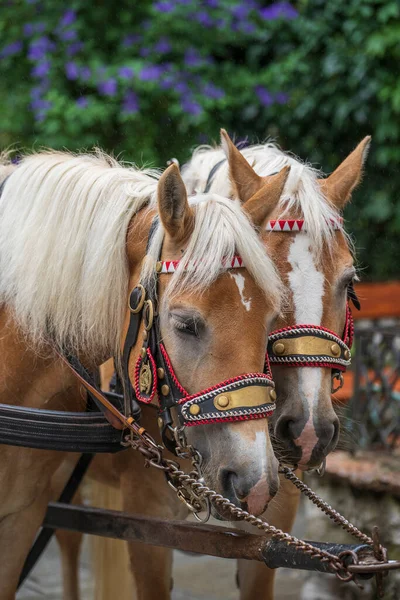 Dois Cavalos Castanhos Para Passeios Cidade Rua Áustria Perto — Fotografia de Stock
