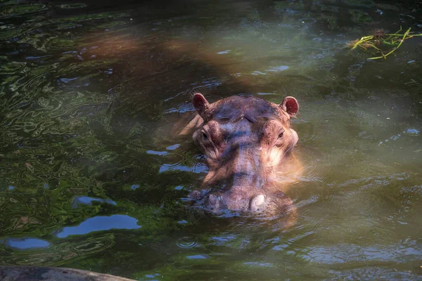 Close Hipopótamo Hipopótamo Principalmente Mamífero Herbívoro Água — Fotografia de Stock