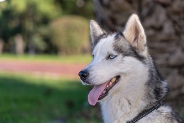 Gülümseyen köpeğin yakın plan portresi. Sibirya Husky köpeği. Siyah beyaz, mavi gözlü.