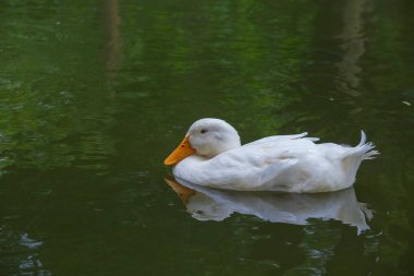 Gölde yüzen beyaz bir ördek. Yaklaş.