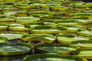 Mauritius Adası 'ndaki botanik bahçesinde dev bir nilüfer çiçeği. Victoria amazonica ya da Victoria regia, kapatın.