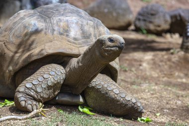 Seyşeller 'in dev kaplumbağası ya da aldabrachelys dev hololissa, Seyşeller' in dev kubbeli kaplumbağası olarak da bilinir. Mauritius Adası 'ndaki dev kaplumbağa, yaklaş.