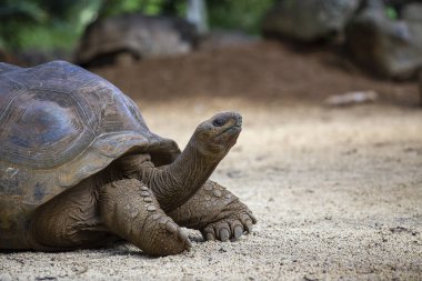 Seyşeller 'in dev kaplumbağası ya da aldabrachelys dev hololissa, Seyşeller' in dev kubbeli kaplumbağası olarak da bilinir. Mauritius Adası 'ndaki dev kaplumbağa, yaklaş.