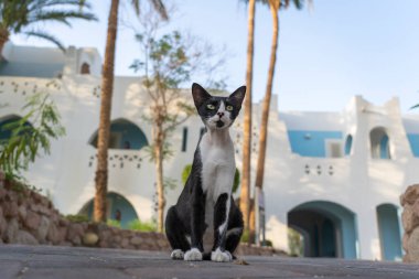 Sharm El Sheikh 'de, Mısır caddesinde yalnız bir kara kedinin portresi. Yaklaş.