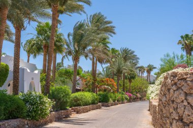 Boş yol, renkli çiçekler ve Sharm El Sheikh 'te Mısır caddesinde palmiye ağaçları.