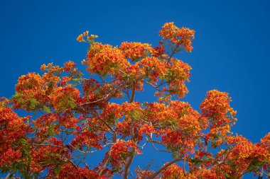 Sharm El Sheikh, Mısır, Afrika 'da mavi gökyüzü arka planında kırmızı tropikal çiçekleri olan yaz renkli ağaç. Kırmızı tavus kuşu çiçekleri ya da alev ağacı, gökyüzü arka planında kraliyet puantiyesi.