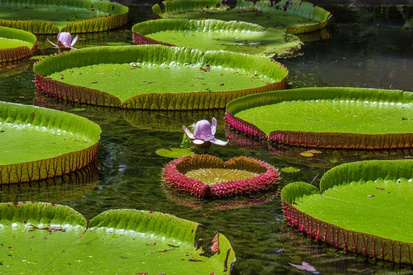 Gigantisk Vannlilje Botanisk Hage Island Mauritius Victoria Amazonica Eller Victoria – stockfoto