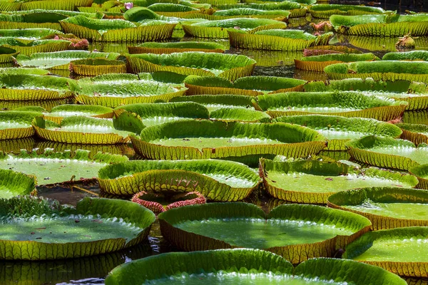 Reuzenwaterlelie Botanische Tuin Het Eiland Mauritius Victoria Amazonica Victoria Regia — Stockfoto
