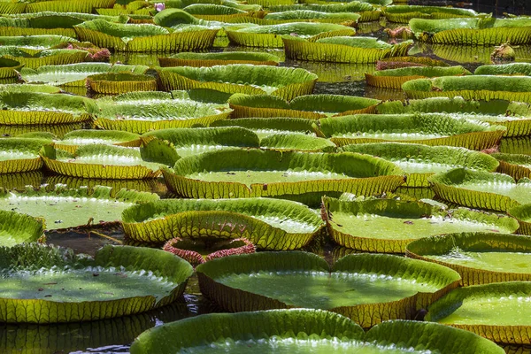 Mauritius Adası 'ndaki botanik bahçesinde dev bir nilüfer çiçeği. Victoria amazonica ya da Victoria regia, kapatın.