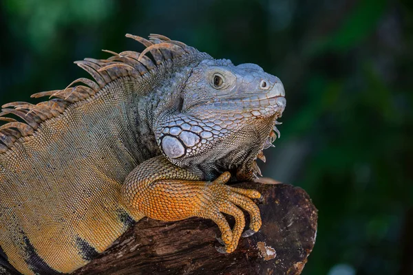 Portré Egy Nagy Gyík Hüllőkről Iguana Szigetén Mauritius Közelkép — Stock Fotó