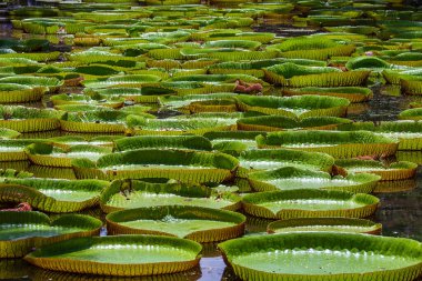 Mauritius Adası 'ndaki botanik bahçesinde dev bir nilüfer çiçeği. Victoria amazonica ya da Victoria regia, kapatın.