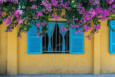 Güzel pembe çiçekler ve Hoi caddesindeki sarı eski bir duvarda mavi panjurlu bir pencere eski bir kasaba, Vietnam, kapatın