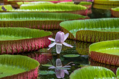 Mauritius Adası 'ndaki botanik bahçesinde dev bir nilüfer çiçeği. Victoria amazonica ya da Victoria regia, kapatın.