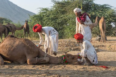 Pushkar, Hindistan - 14 Kasım 2018: Hindistan 'ın kutsal şehri Pushkar, Rajasthan yakınlarındaki Pushkar Camel Mela sırasında çölde yaşayan Hintli erkek ve deve. Bu fuar dünyanın en büyük deve ticaret fuarı.