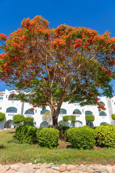 Building Flame Tree Red Tropical Flowers Beach Morning Resort Town — Stock Photo, Image