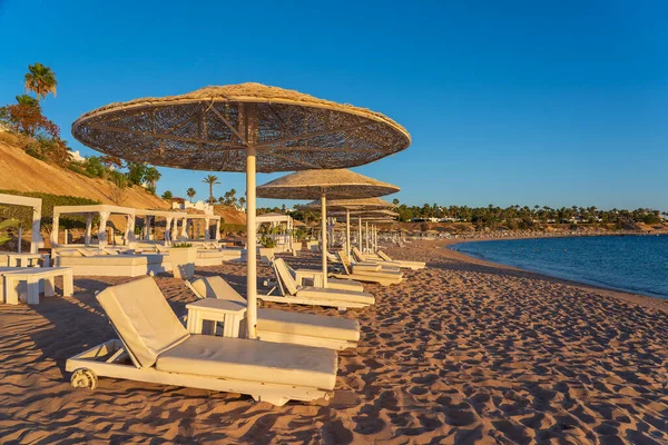 在埃及沙姆沙伊赫的红海沿岸热带度假胜地 奢华的沙滩上 有海滩椅子和白色稻草雨伞 检疫期间的空旷海滩 — 图库照片