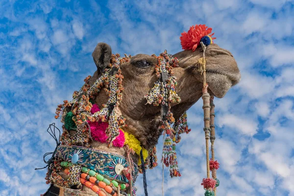 インドのラジャスタン州プシュカルの聖なる都市の近くにある毎年恒例のプシュカルラクダフェア中に砂漠のタールで装飾されたラクダの頭の頭 閉じろ — ストック写真