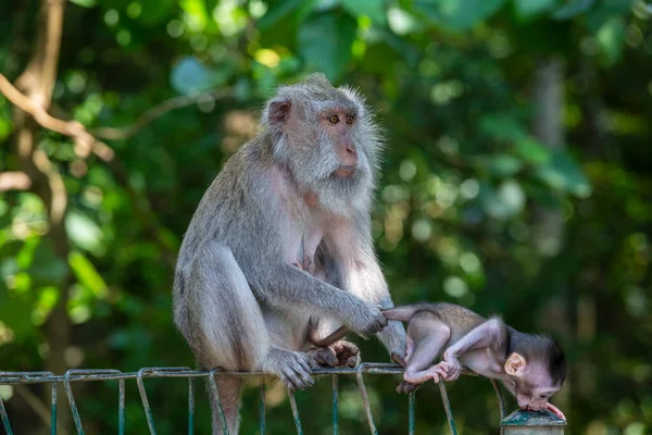 Porträt Von Affenbaby Und Mutter Heiligen Affenwald Ubud Bali Indonesien — Stockfoto