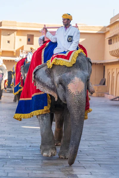 Jaipur Indie Listopadu 2018 Dekorovaní Sloni Jezdí Turistech Silnici Amber — Stock fotografie