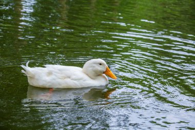 Gölde yüzen beyaz bir ördek. Yaklaş.