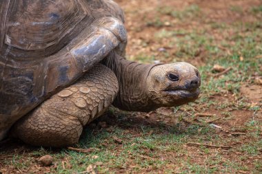 Seyşeller 'in dev kaplumbağası ya da aldabrachelys dev hololissa, Seyşeller' in dev kubbeli kaplumbağası olarak da bilinir. Mauritius Adası 'ndaki dev kaplumbağa, yaklaş.