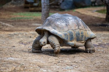 Seyşeller 'in dev kaplumbağası ya da aldabrachelys dev hololissa, Seyşeller' in dev kubbeli kaplumbağası olarak da bilinir. Mauritius Adası 'ndaki dev kaplumbağa, yaklaş.