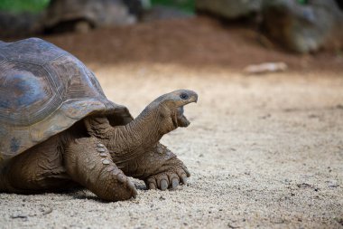 Seyşeller 'in dev kaplumbağası ya da aldabrachelys dev hololissa, Seyşeller' in dev kubbeli kaplumbağası olarak da bilinir. Mauritius Adası 'ndaki dev kaplumbağa, yaklaş.
