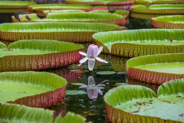 Mauritius Adası 'ndaki botanik bahçesinde dev bir nilüfer çiçeği. Victoria amazonica ya da Victoria regia, kapatın.