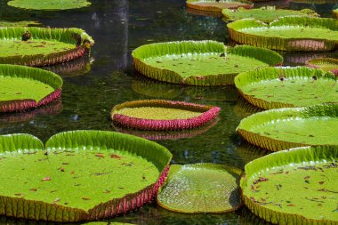Mauritius Adası 'ndaki botanik bahçesinde dev bir nilüfer çiçeği. Victoria amazonica ya da Victoria regia, kapatın.