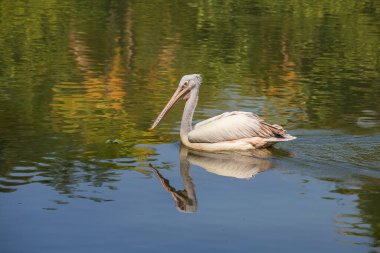 Doğadaki su gölünün yüzeyindeki pelikan, kapat.