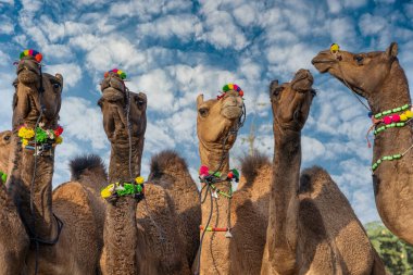 Hindistan 'ın kutsal şehri Pushkar, Rajasthan yakınlarındaki yıllık Pushkar Deve Fuarı sırasında Thar çölünde büyük bir deve sürüsü. Kapatın. Bu fuar dünyanın en büyük deve ticaret fuarı.