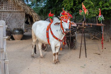 Bagan, Myanmar, Burma 'daki avluda bağış töreni için bufalo süsledim.