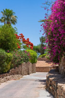 Boş yol, renkli çiçekler ve Sharm El Sheikh 'te Mısır caddesinde palmiye ağaçları.